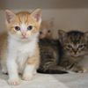 These Tiny Adorable Kittens Really Need Foster Parents (HINT, HINT!)